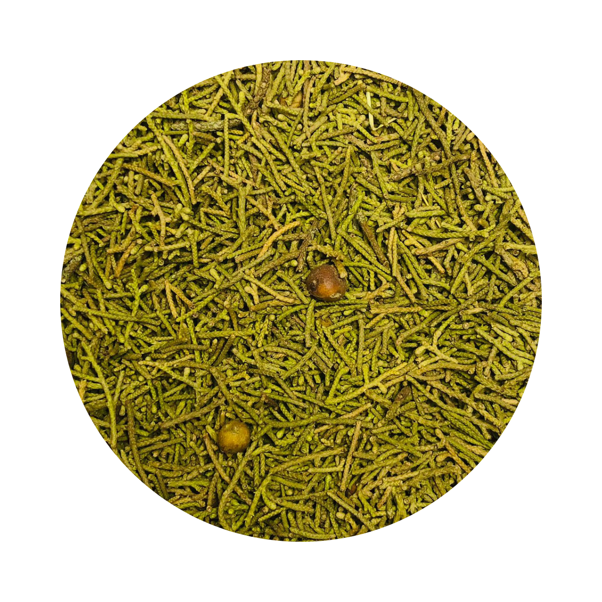 Juniperus – العرعار