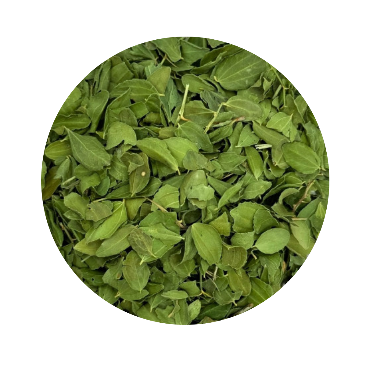 Jyubier épine – السدر