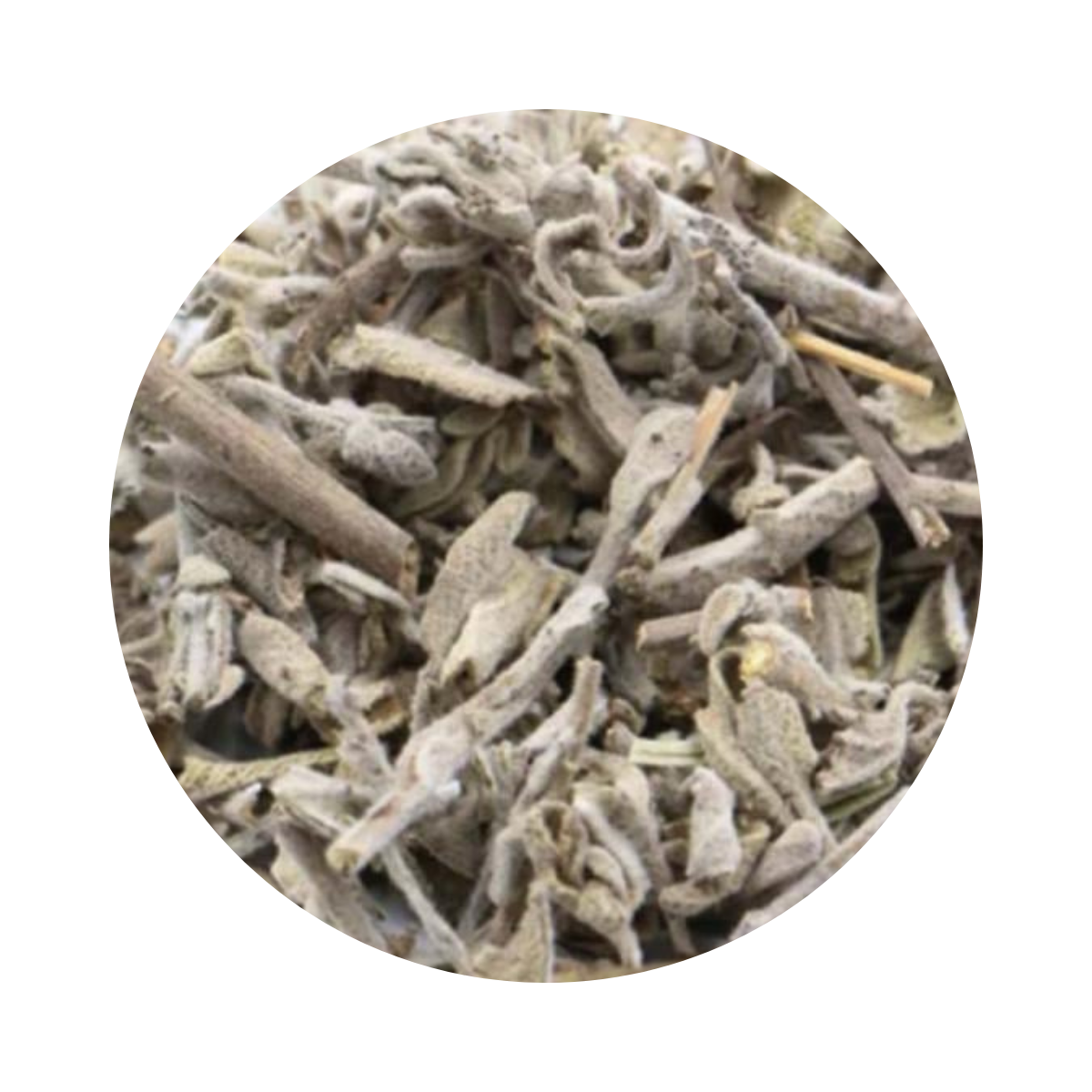 Sauge officinale – الميرمية