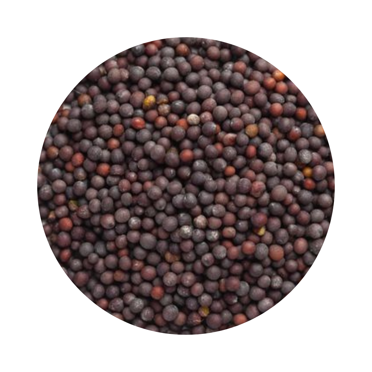 Graines de moutarde – عشبة الخردل