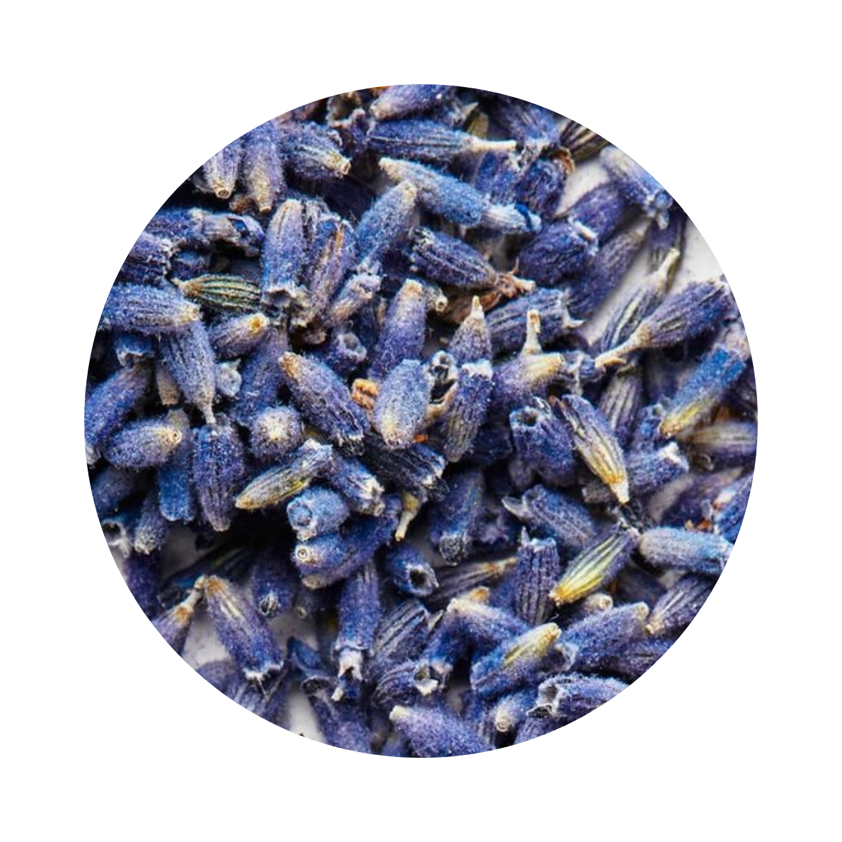 Lavande – الخزامة