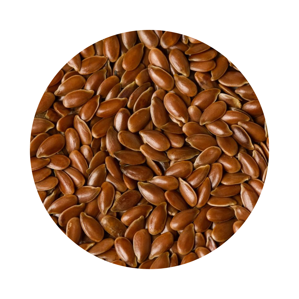 Lin cultivé – زريعة الكتان